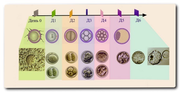 razvitie-embriona.jpg