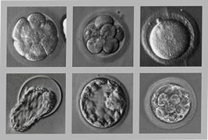 Стадии развития эмбрионов в процессе искусственного оплодотворения
