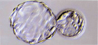 Хэтчинг эмбриона