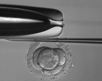 Механический хетчинг эмбрионов