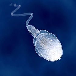 Оплодотворение яйцеклетки - история одного сперматозоида