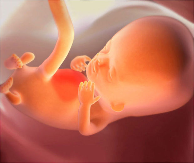 Как выглядит ребенок в 10 недель беременности