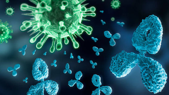 антифосфоліпідні антитіла 