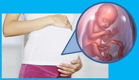 18 недель беременности размер плода фото узи