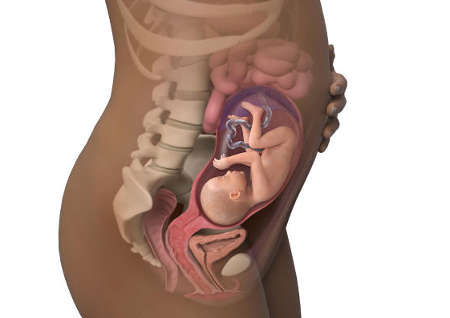 Беременность 26 недель развитие