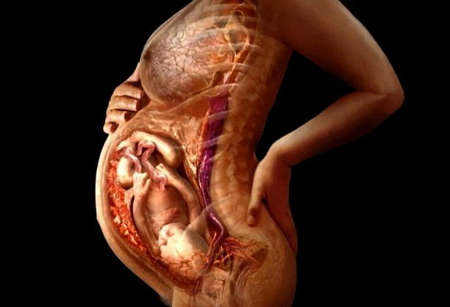 Степень зрелости плаценты на 31 неделе беременности