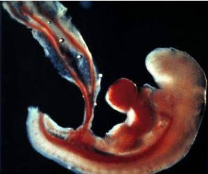 4 неделя беременности: имплантация и формирование внезародышевых органов