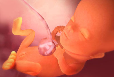 Эмбрион на 11 неделе беременности
