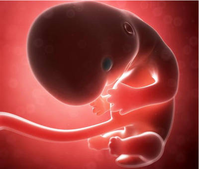 Эмбрион на 8 неделе беременности уже питается через пуповину