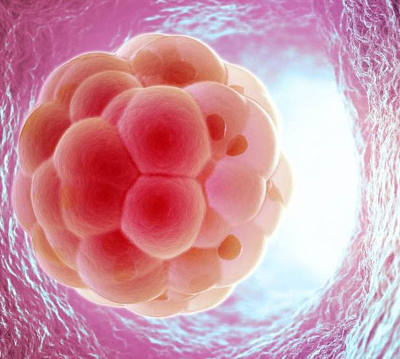 Имплантация эмбриона после переноса