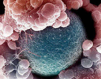 Развитие эмбриона после переноса в матку