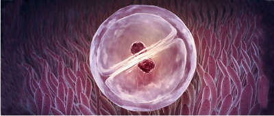 5 причин, почему не приживаются эмбрионы после переноса