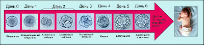 Качество эмбрионов для переноса классификация