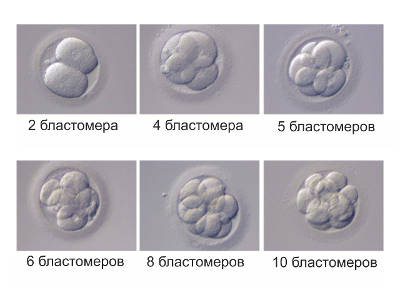 Качество эмбрионов и их классы
